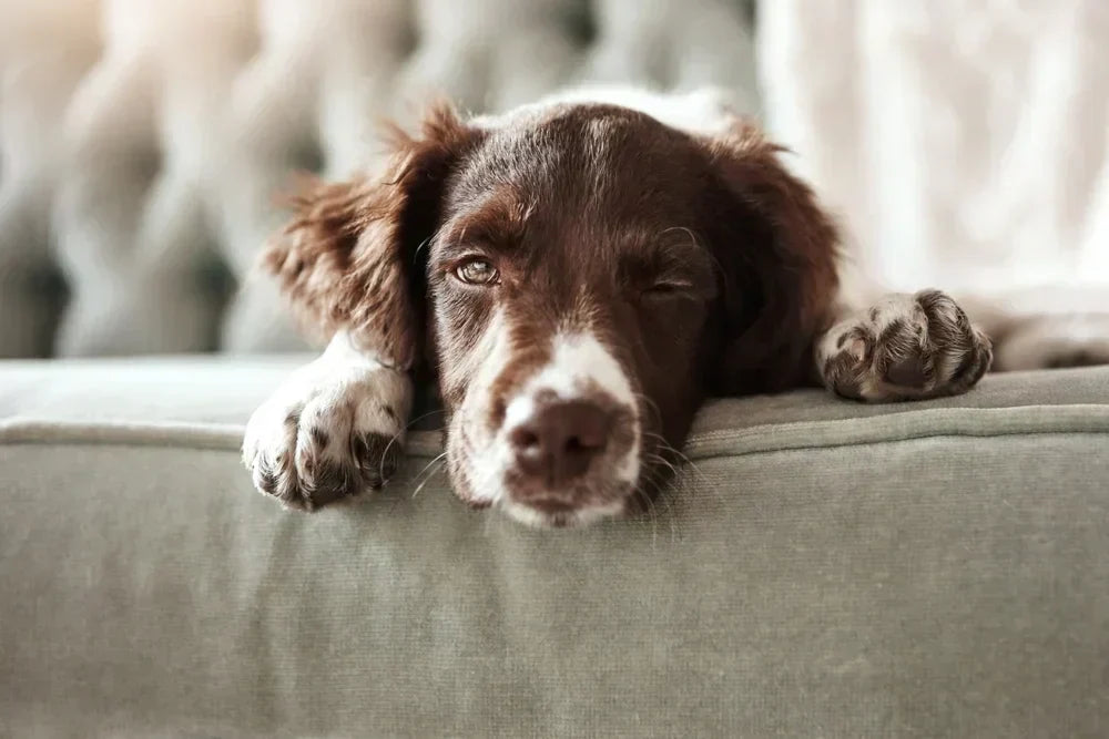 Does spaying or neutering a dog calm them down?