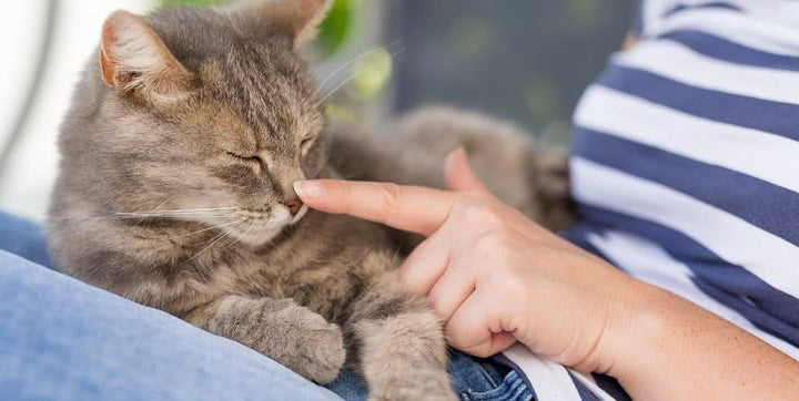 YuMOVE Cat: Formula Breakdown