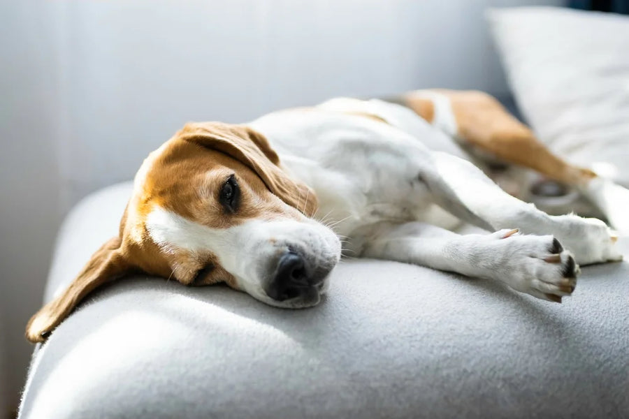 Dog ill with colitis on sofa