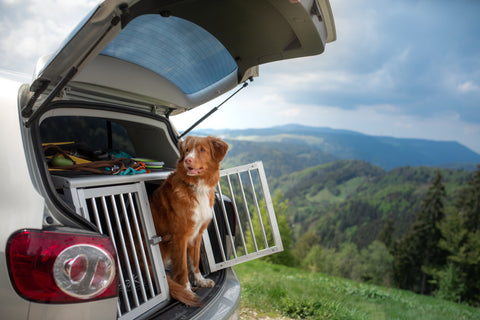 How to settle your dog on a staycation