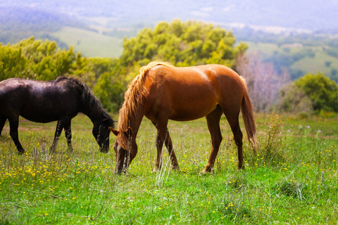 How to keep your horse cool in hot weather