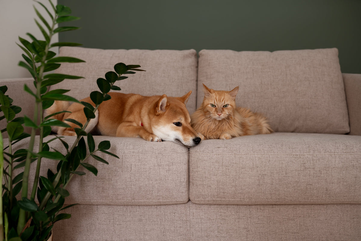 Indoor plants toxic to cats & dogs