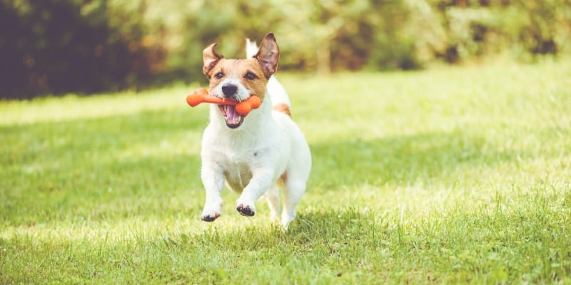 Dangers of dogs playing with sticks