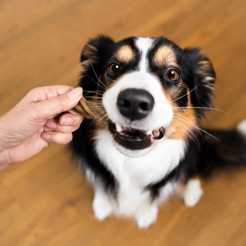 Black and white dog eating YuMOVE Dental Care Sticks