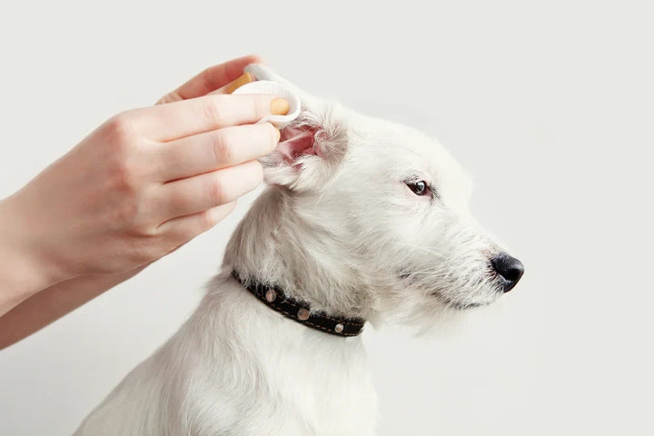 Yeast infections in dogs