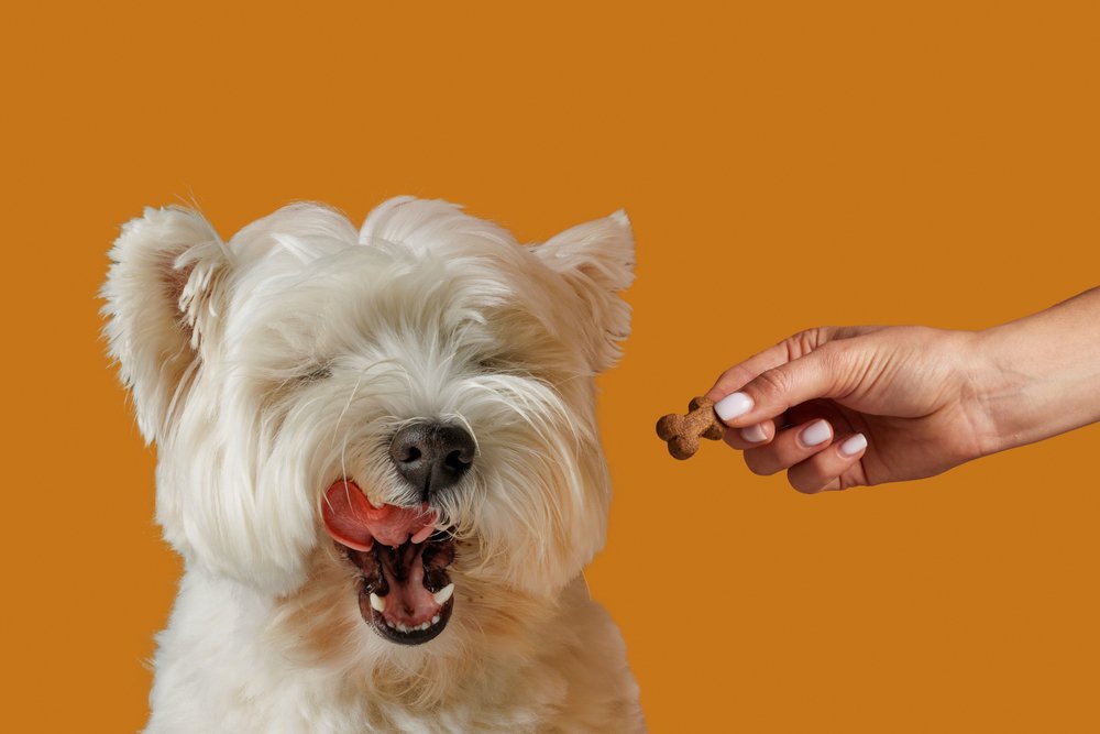 Dog food allergies: Signs, causes and what to do next