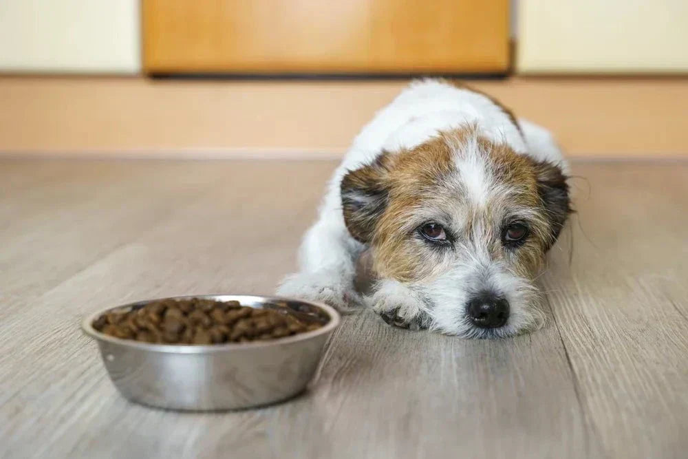 Gastroenteritis in dogs: What do I need to know?