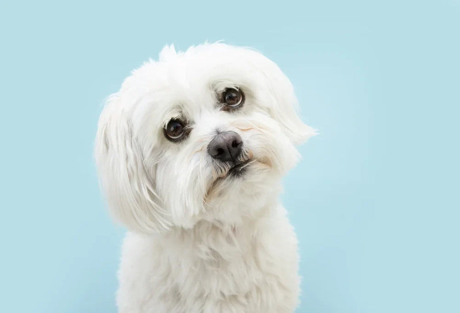 maltese dog with poor gut health