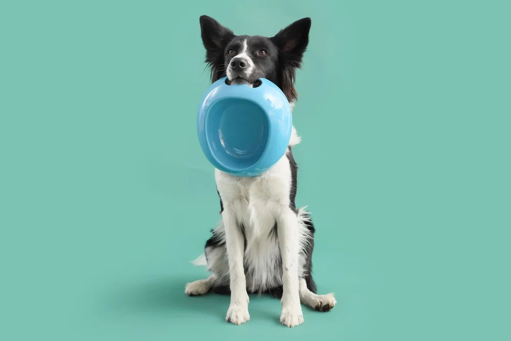 Your dog's gut microbiome: What it is and how to support it