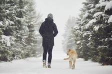 Dog walking in the snow