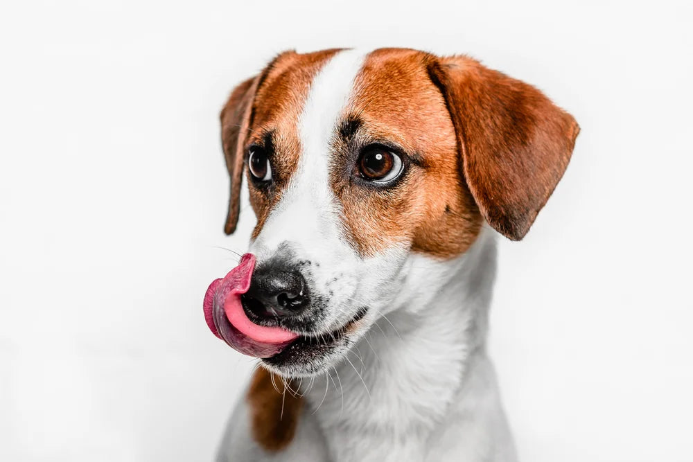 Dog licking himself