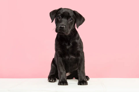 cute black labrador