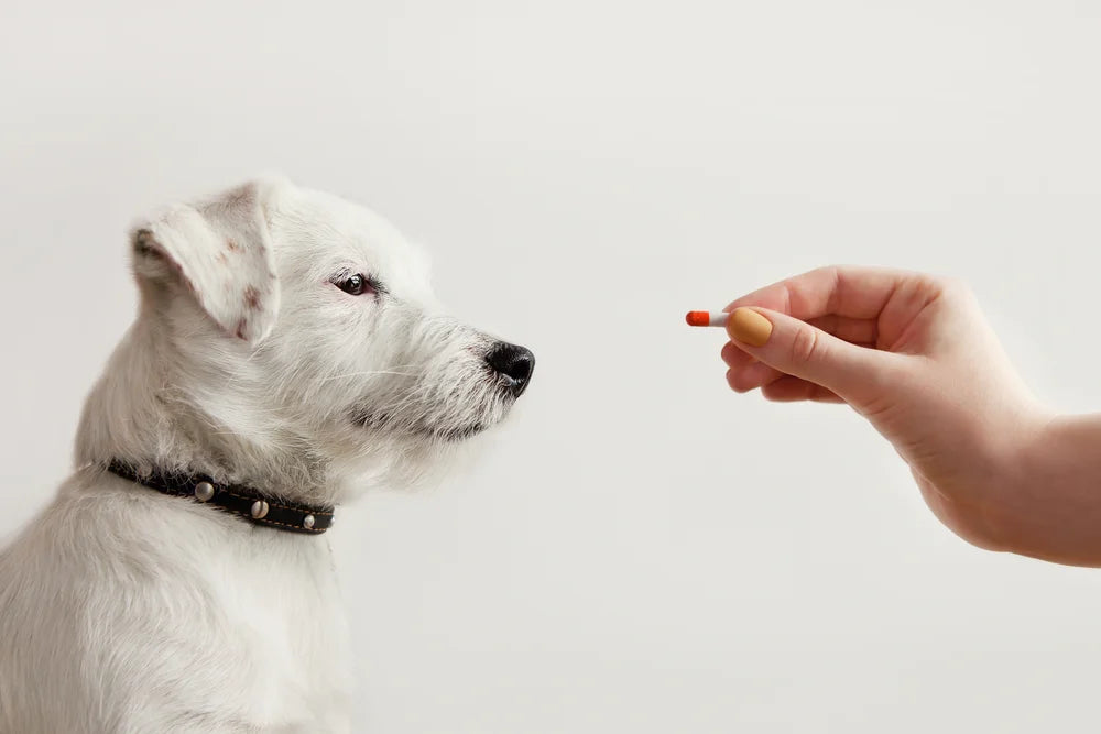 Have you found worms in your dog's poo?
