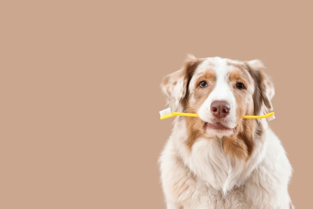 dog with bad breath holding a tootbrush