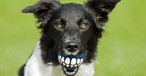 Collie with toy