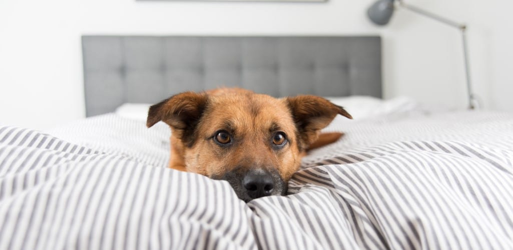 Dog laying in humans bed, YuMove