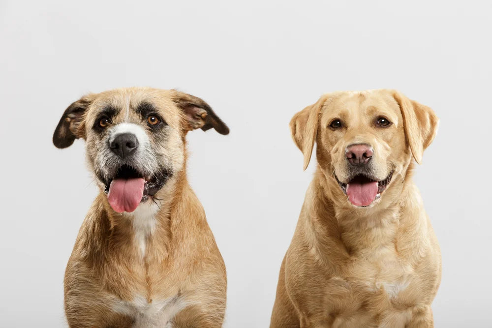 11 reasons why your dog is panting & what it means
