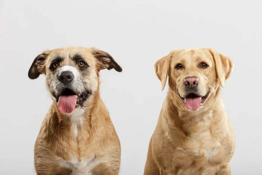 11 reasons why your dog is panting & what it means
