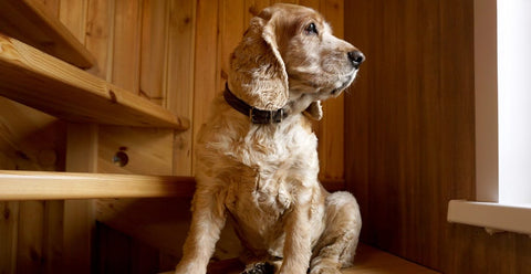 Dog on stairs