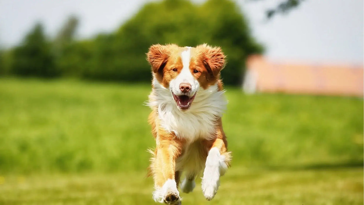 Happy sheep dog running in a field for YuMove