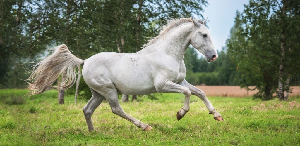 Getting the most from YuMOVE Horse