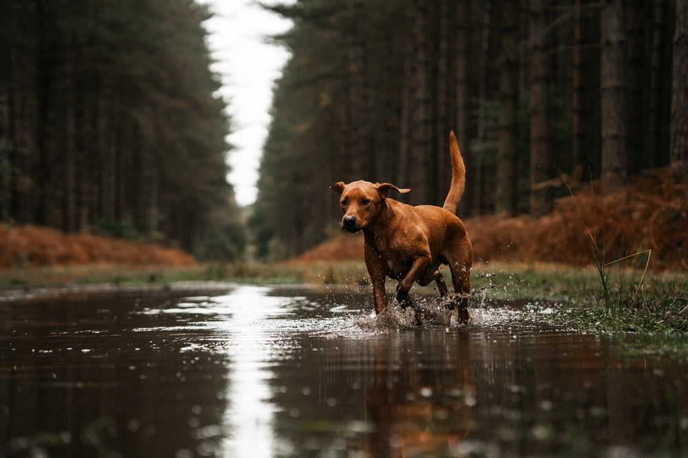 Giardia in dogs