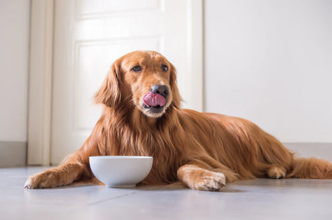 Dog licking lips before eating