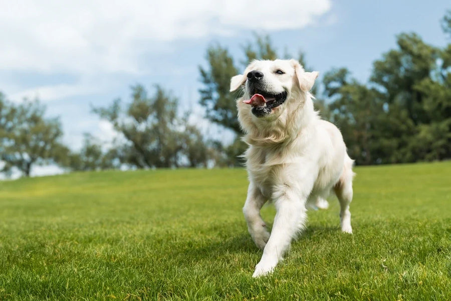 Happy dog with good gut health