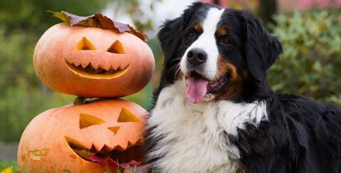 Bernese Mountain Dog with pumpkins