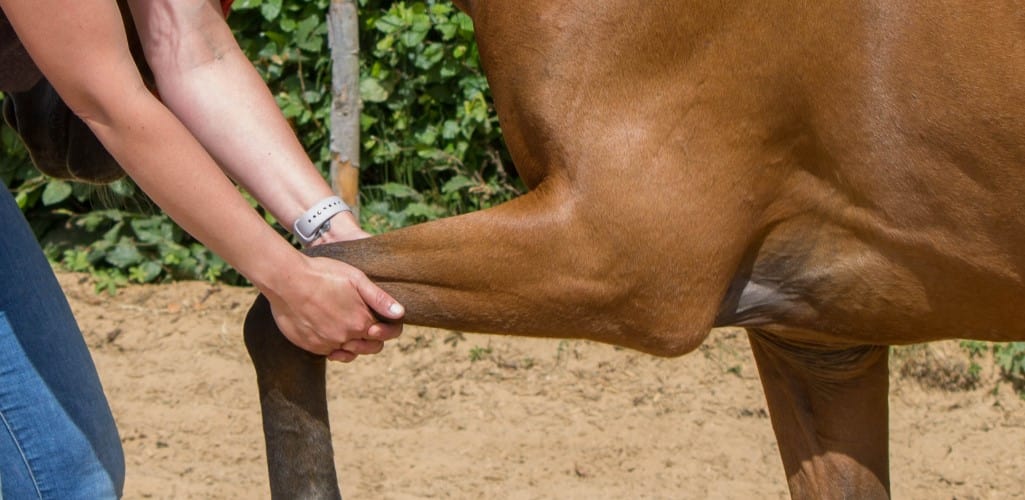 How to help a horse with stiff joints