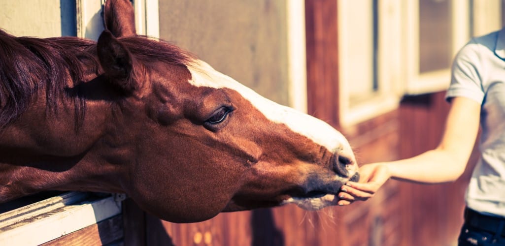 What can horses eat?