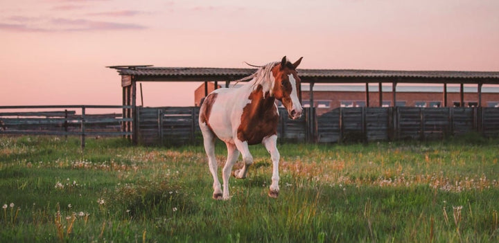 The all-year outdoors horse