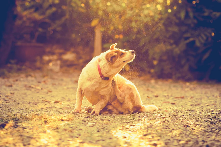 Itchy dog with fleas