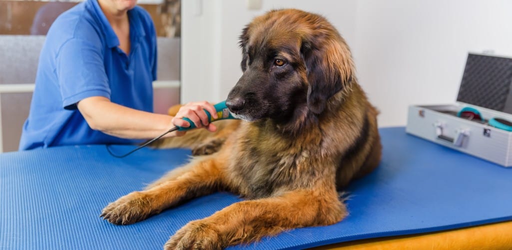 How laser therapy for dogs helps stiff joints