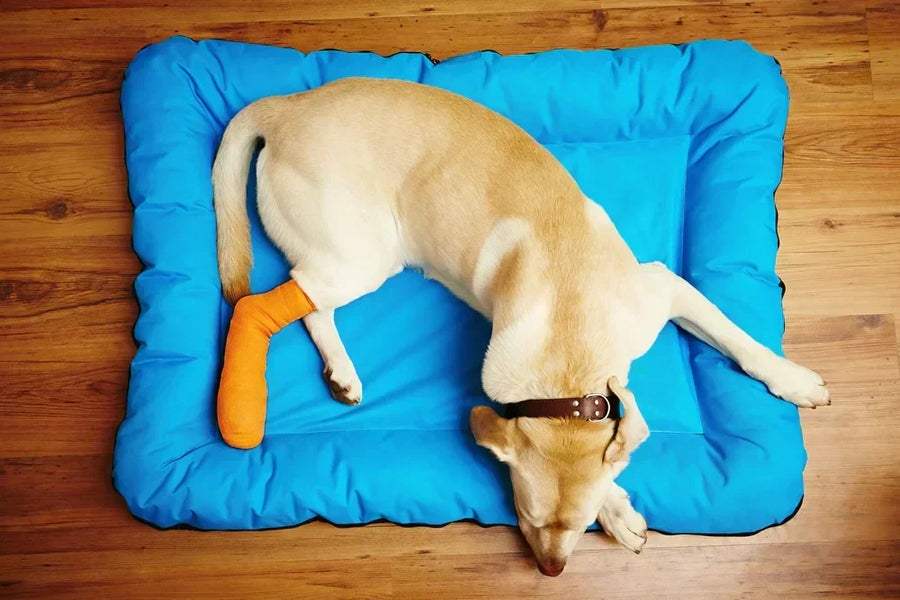 Dog recovering from luxating patella treatment