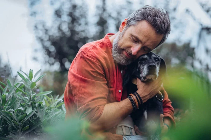 What age is a senior dog?