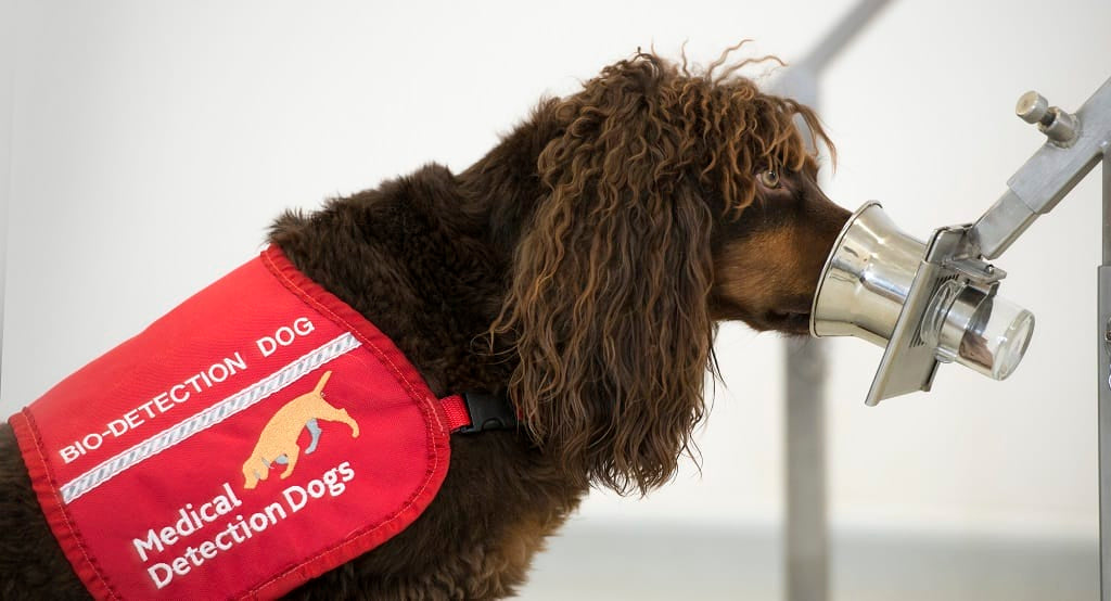 Spaniel medical detection dog