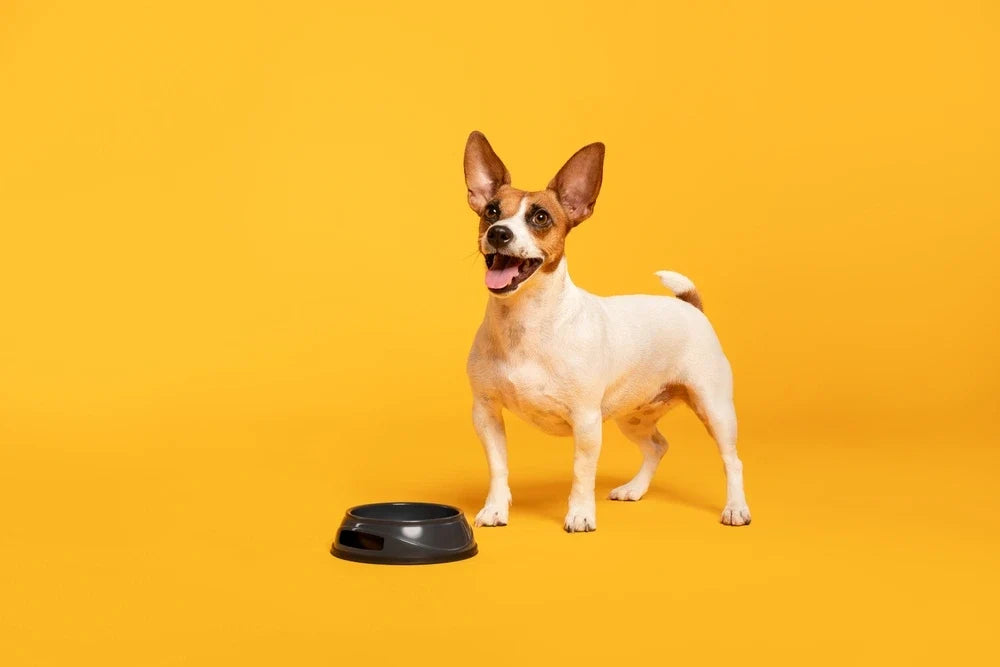 Natural probiotics for dogs: From plain yoghurt to green tripe