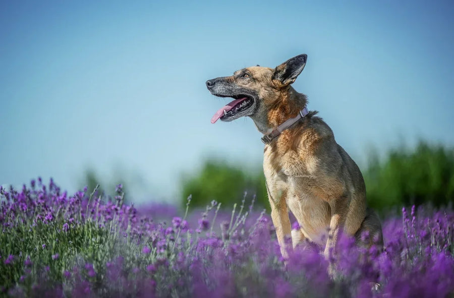 Healthy senior dog in a field