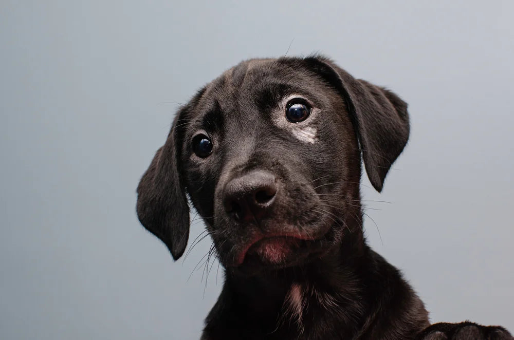 Sad looking puppy with pancreatitis