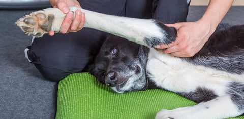 Dog having home physio