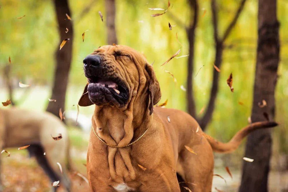Environmental & seasonal allergies in dogs: Allergens, diagnosis & treatment