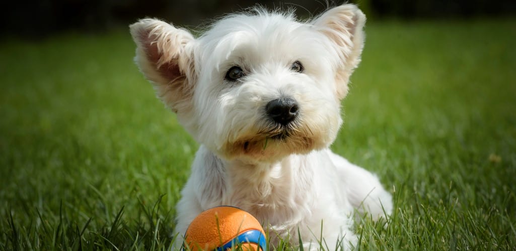 5 of the best senior dog toys