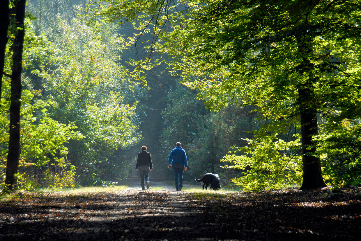 Forest walks: the perfect escape for you and your pet