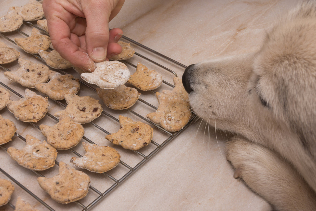 Dog baking biscuits