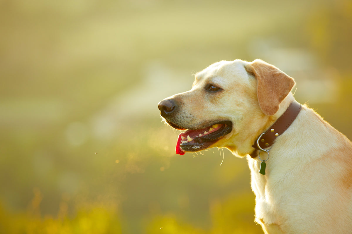 Why does your dog have fishy breath?