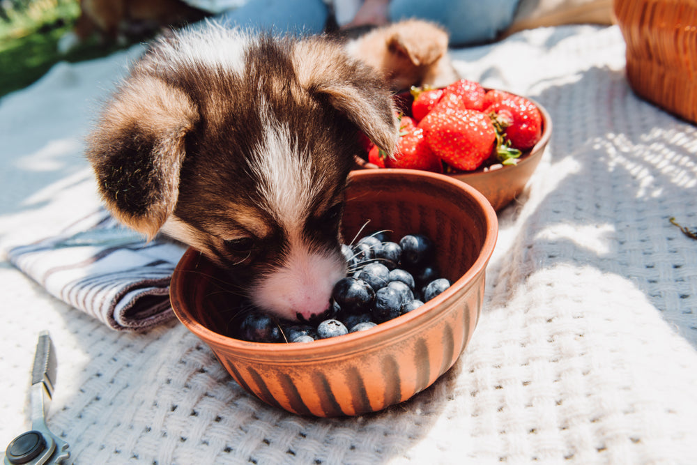 A-Z Of What Dogs Can & Can't Eat: Summer Edition