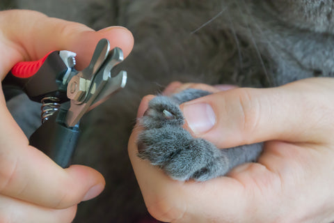 Should you clip your cat’s claws?