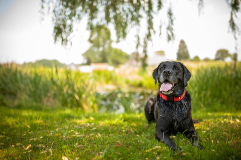 Ask the Vet: All about senior dogs