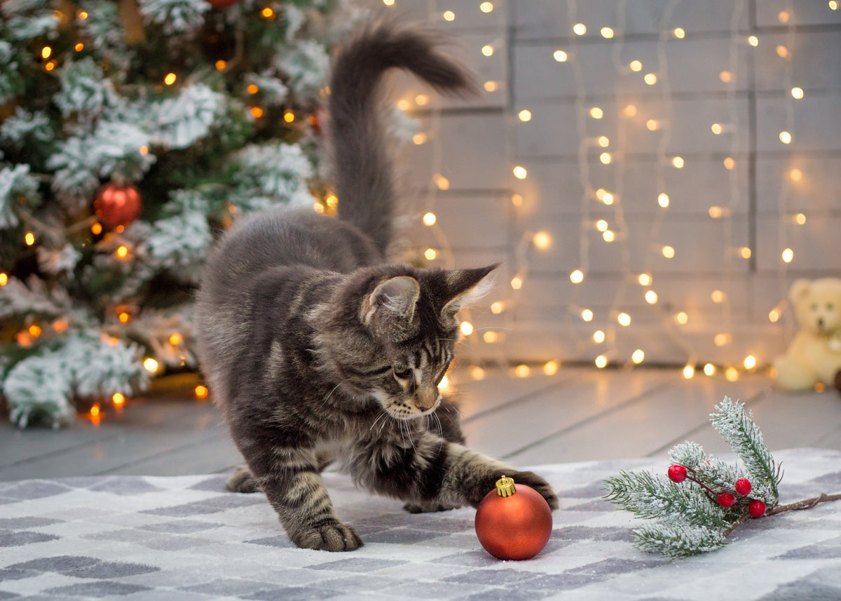 A cat’s Christmas dinner